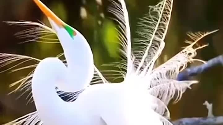 птичья красота