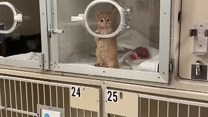 Tiny Kitten Makes Air Biscuits at the Vet __ ViralHog