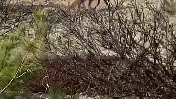 "Сиди, братан": остросюжетное видео охоты лисы на бурундук ...
