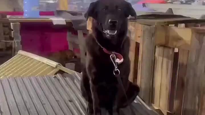 Спасённые от потопа собаки постоянно сидят на крыше