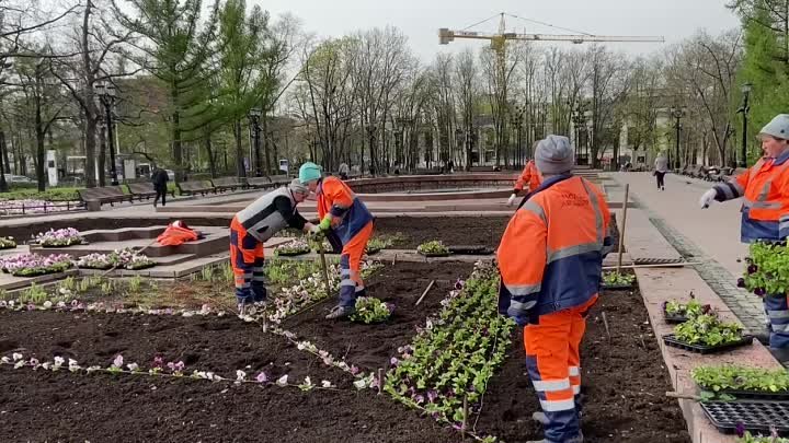 🌸 Более 4,6 миллионов саженцев виолы украсили столичные клумбы 

Он ...