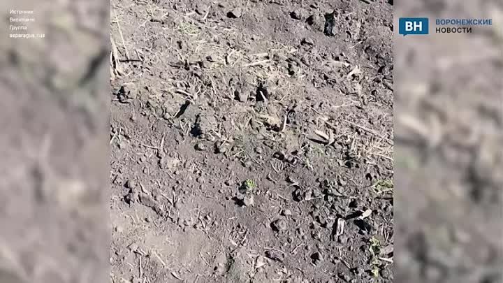 Воронежские фермеры показали погибшие из-за заморозков побеги спаржи