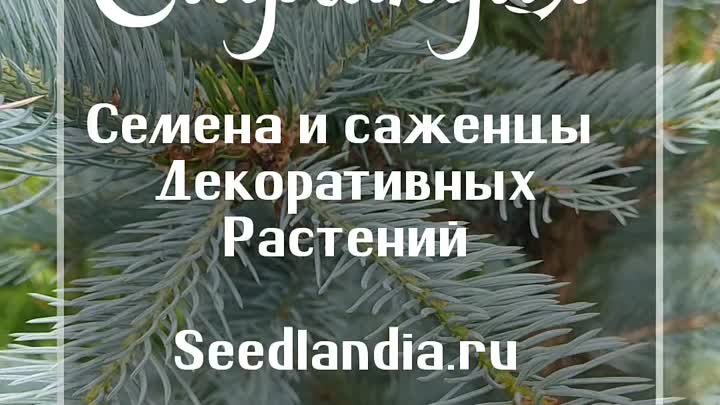 Семена глицинии