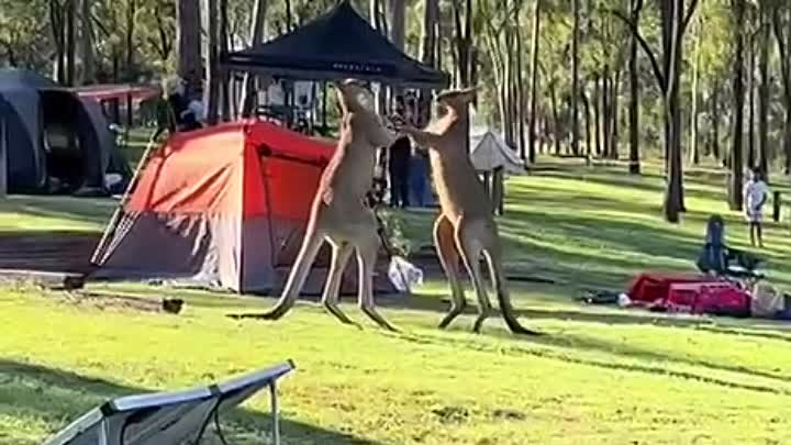 Обычный день в Австралии