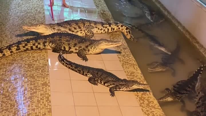 🐊 🐊 🐊