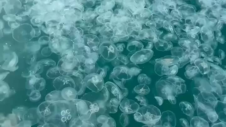 Нашествие медуз