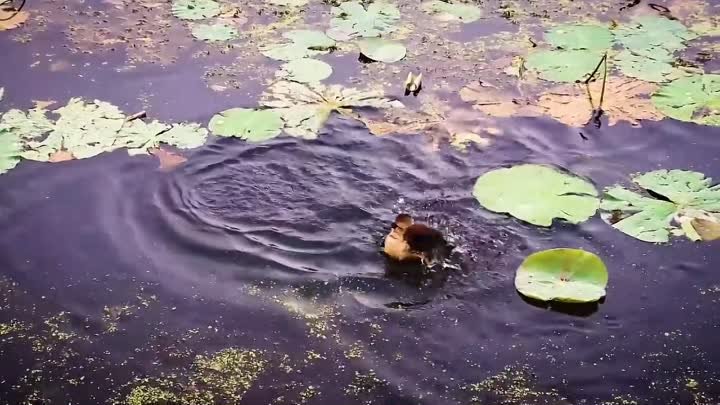 Николай Дроздов рассказывает об утках и гусях 🦆