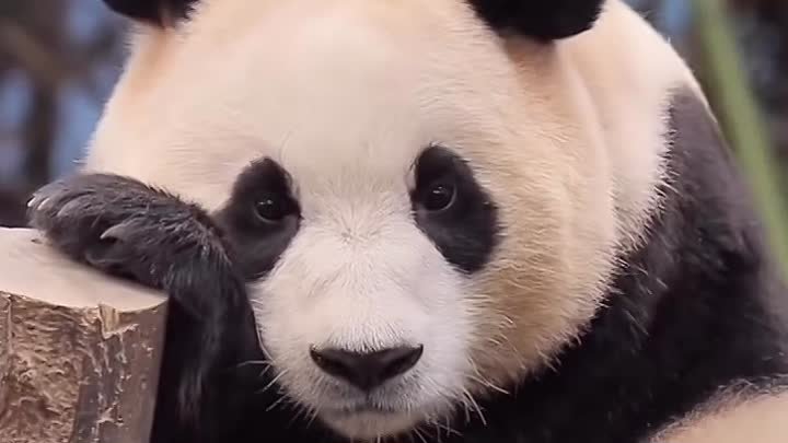 Красавица панда загрустила не на шутку
