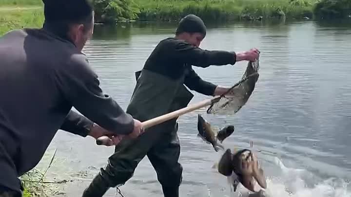 Выпустили рыбу в реку