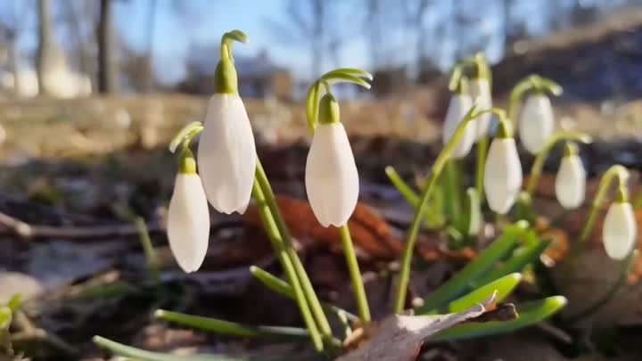 Подснежники из парка Монрепо