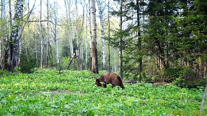video о медведях