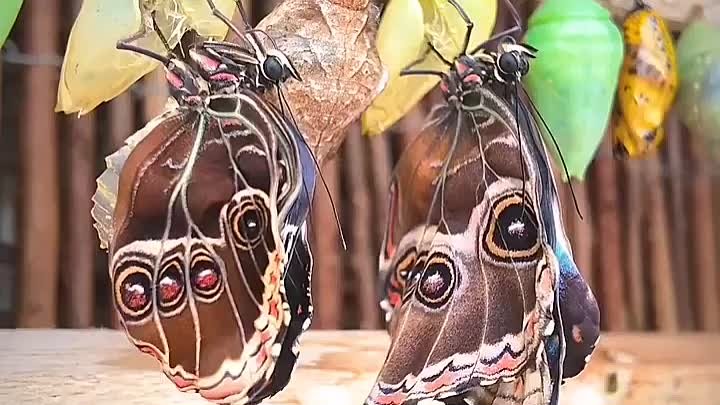 Рождение бабочки из кокона