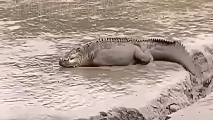 Крокодил с короткими передними лапами.