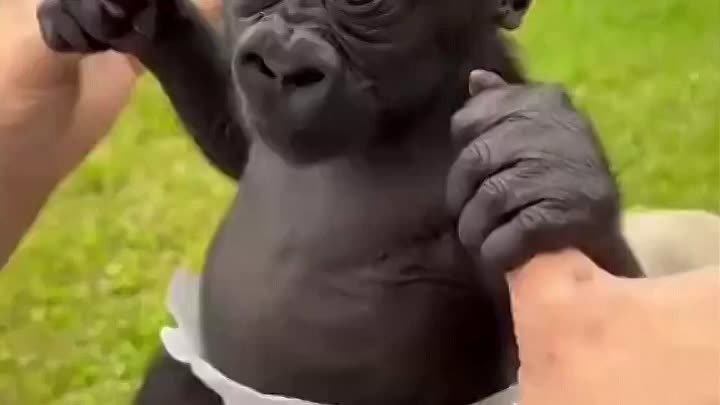Детёныш гориллы