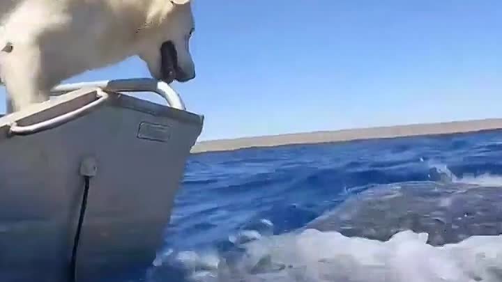 Китовая акула знакомится с собакой