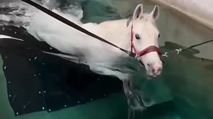А вы знали что лошади умеют плавать7