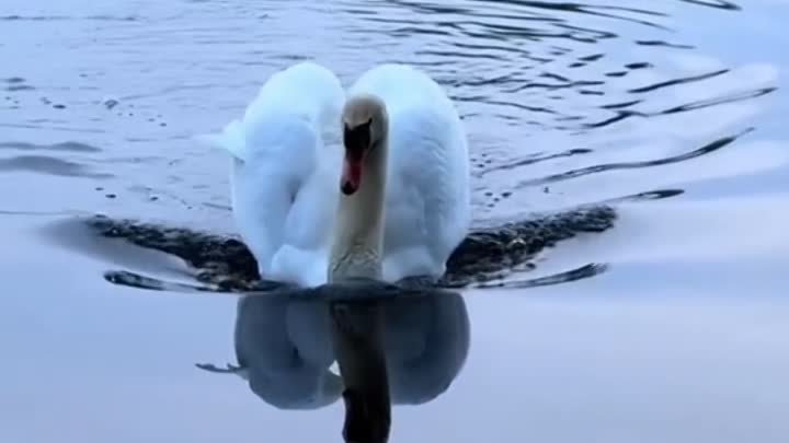 Лебедь опустился на воду