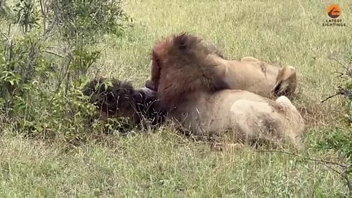 Avoca_Guernsey Lion Fights Back While the Mbiri Rivals Eat Him(360P).mp4