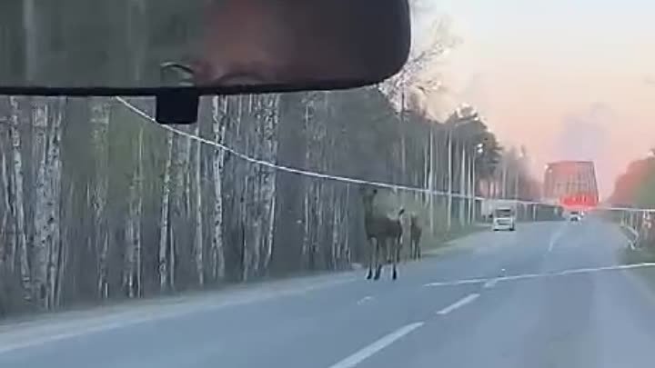 Три лося на дороге на Новосвердловскую ТЭЦ!