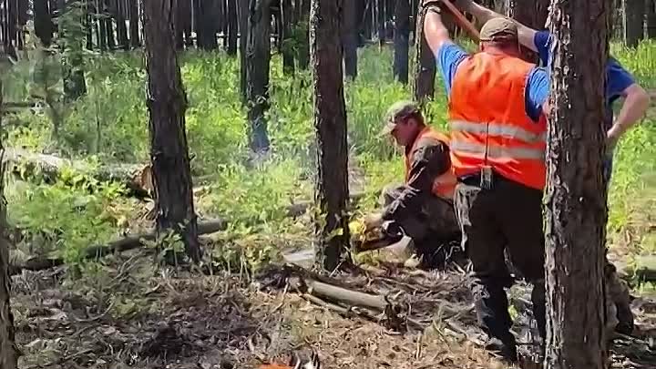 Лесозаготовка на Белгородчине. 26 мая 2024г. Быть добру, быть бобру