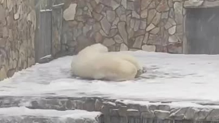 Медведица в зоопарке радуется снегу в апреле
