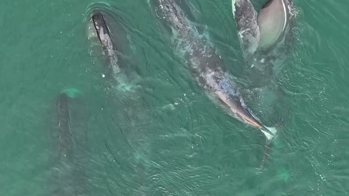 Встреча с китами