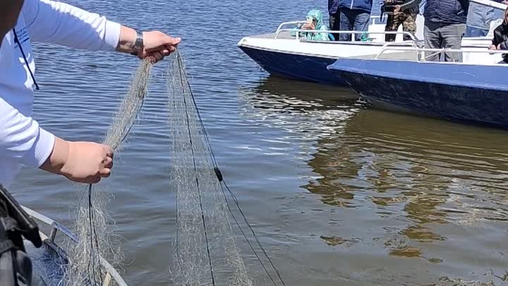 Несколько десятков метров сетки и сколько в ней рыбы
