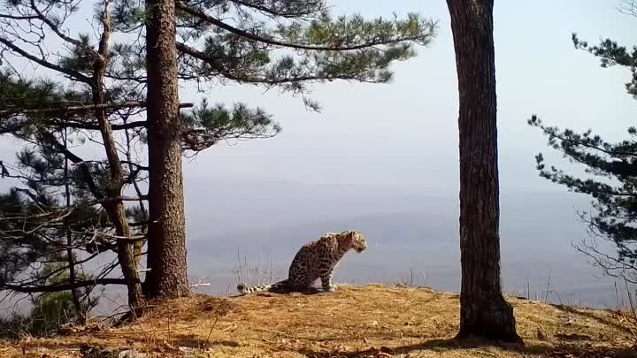 Дальневосточный леопард устроил день релакса. «Земля леопарда»...
