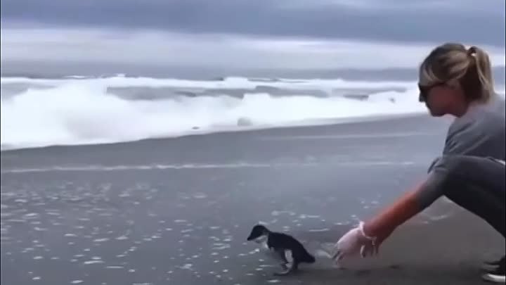 Спасённый пингвинчик не хочет уплывать.