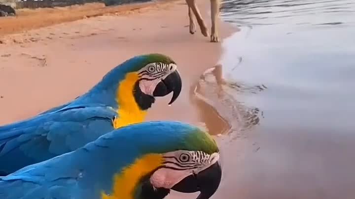 Попугаи на водопое