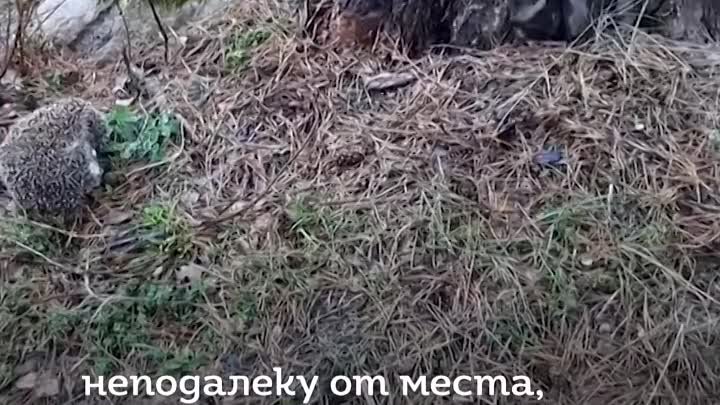 В Москве девушка спасла теряющего силы ежика