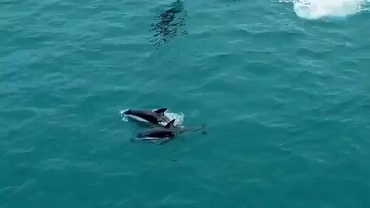 Вы видели когда-нибудь дельфина, который так прыгает?