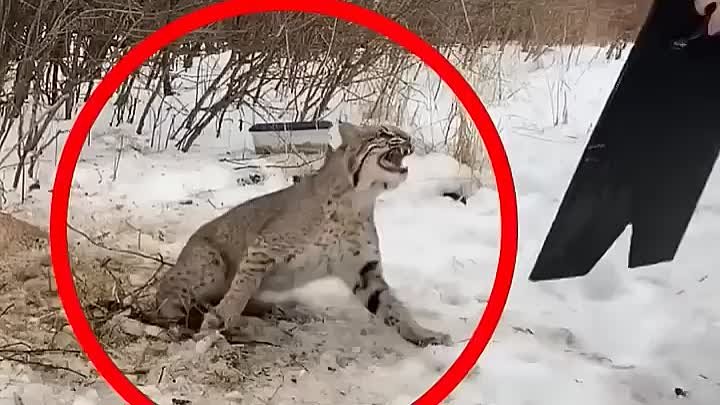 Эта рысь попала в капкан... 😱😭 Спасение!