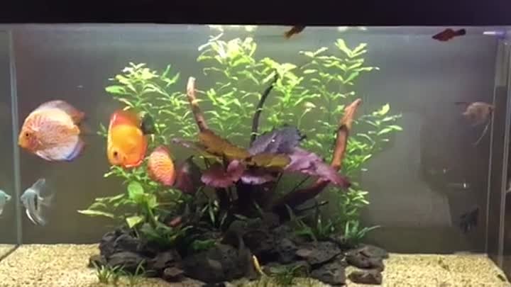 My aquarium