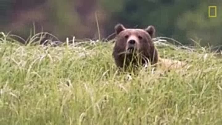 🔴⚠️Массовый наплыв медведей в Усть-Илимском районе!