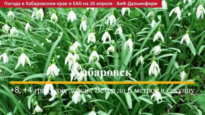 Погода в Хабаровском крае и ЕАО. 20.04.2024