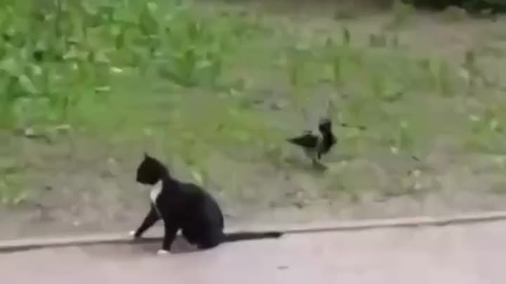 В Пушкине ворона пристала к коту