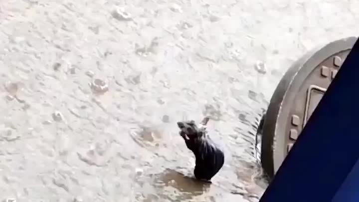 Прелестная крыса просто захотела забраться на верх и принять душ под ...
