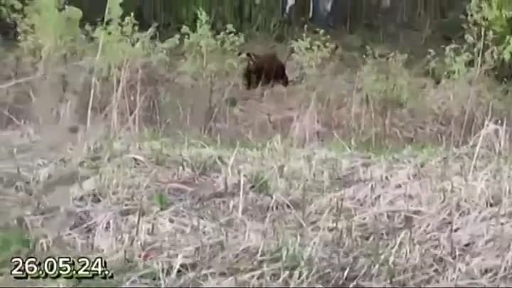 Женщина встретила медведя в лесу