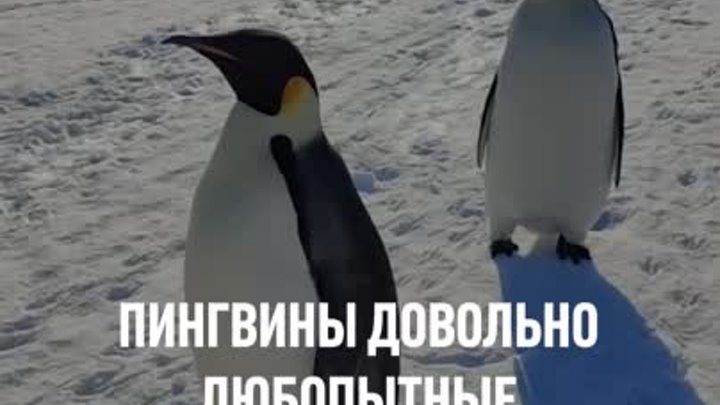Пингвины инспектируют полярников