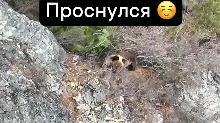 Медведь проснулся в Алтайском заповеднике
