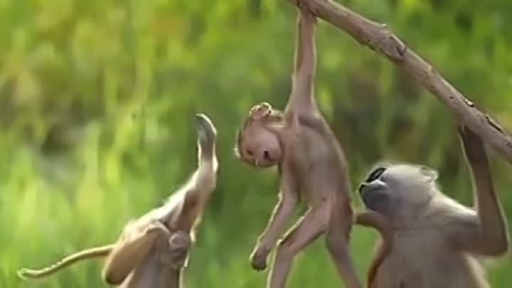 Беззаботная жизнь приматов