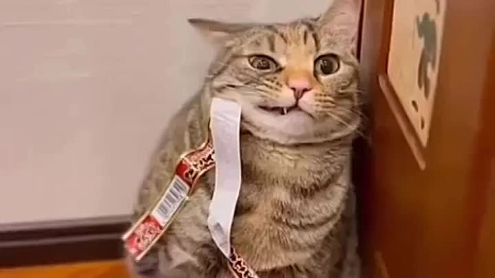 В соцсетях завирусился кот, который попал в ловушку наклейки.