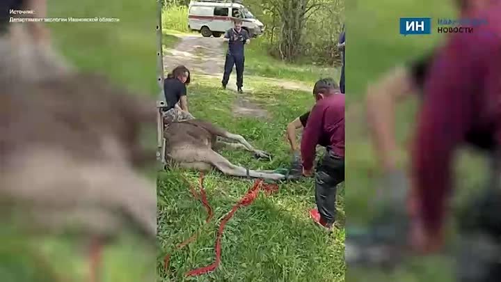 Лосенка поймали в Иванове и вернули в лес