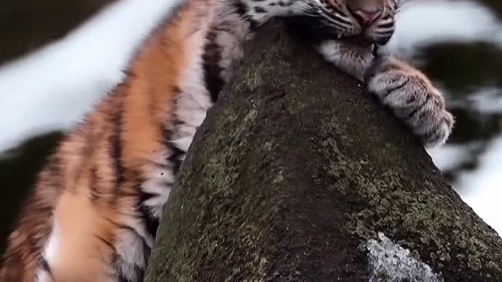 Малыш амурского тигра 😍