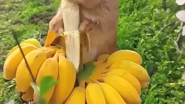 Кушает бананчики
