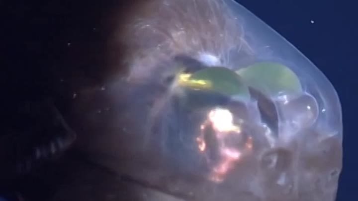 Малоротая макропинна — странная рыба с прозрачной головой.