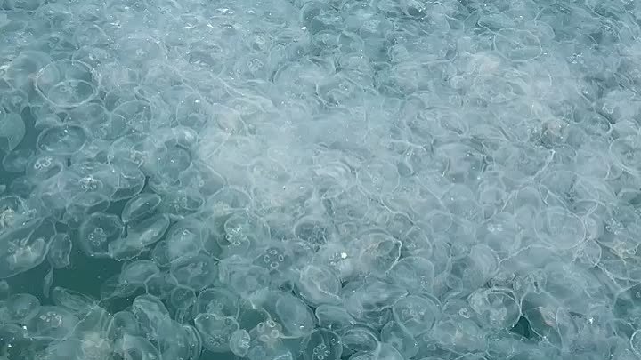 В Анапе наблюдается нашествие медуз