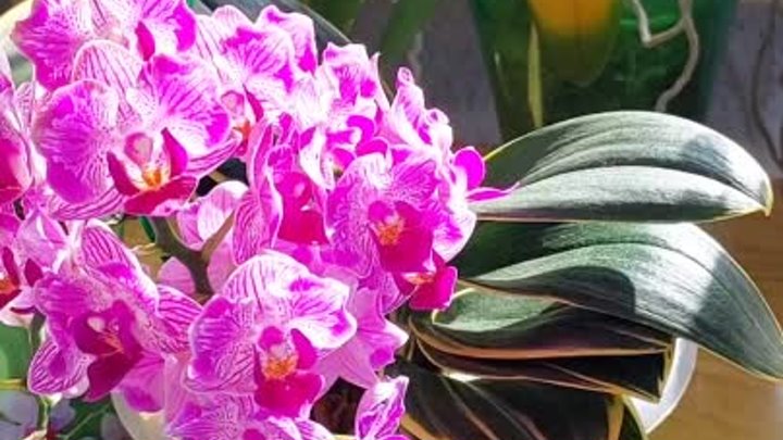 Азиатские #орхидеи с вариегатными листьями🌸Сого Вивьен и Чиа Е Енли ...