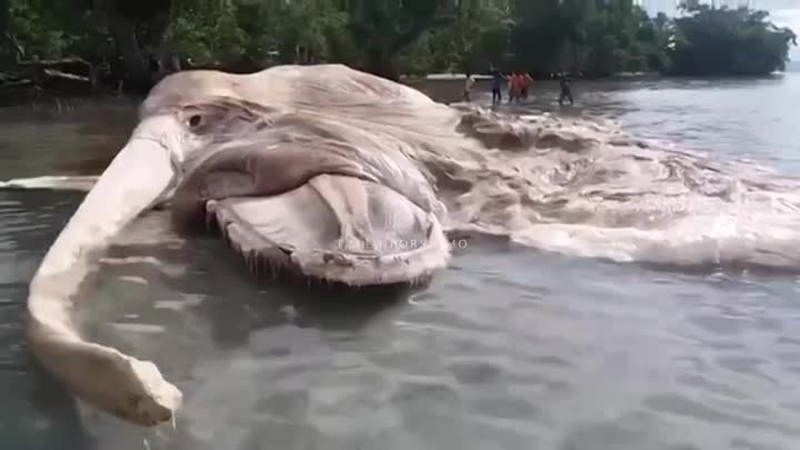 Видео от ОЧЕВИДЕЦ